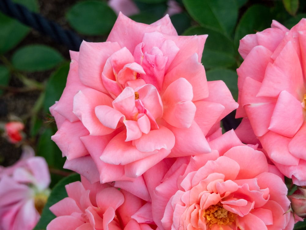 a group of pink flowers