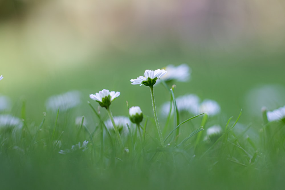 a close up of some flowers