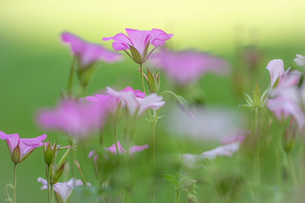 a close up of a flower