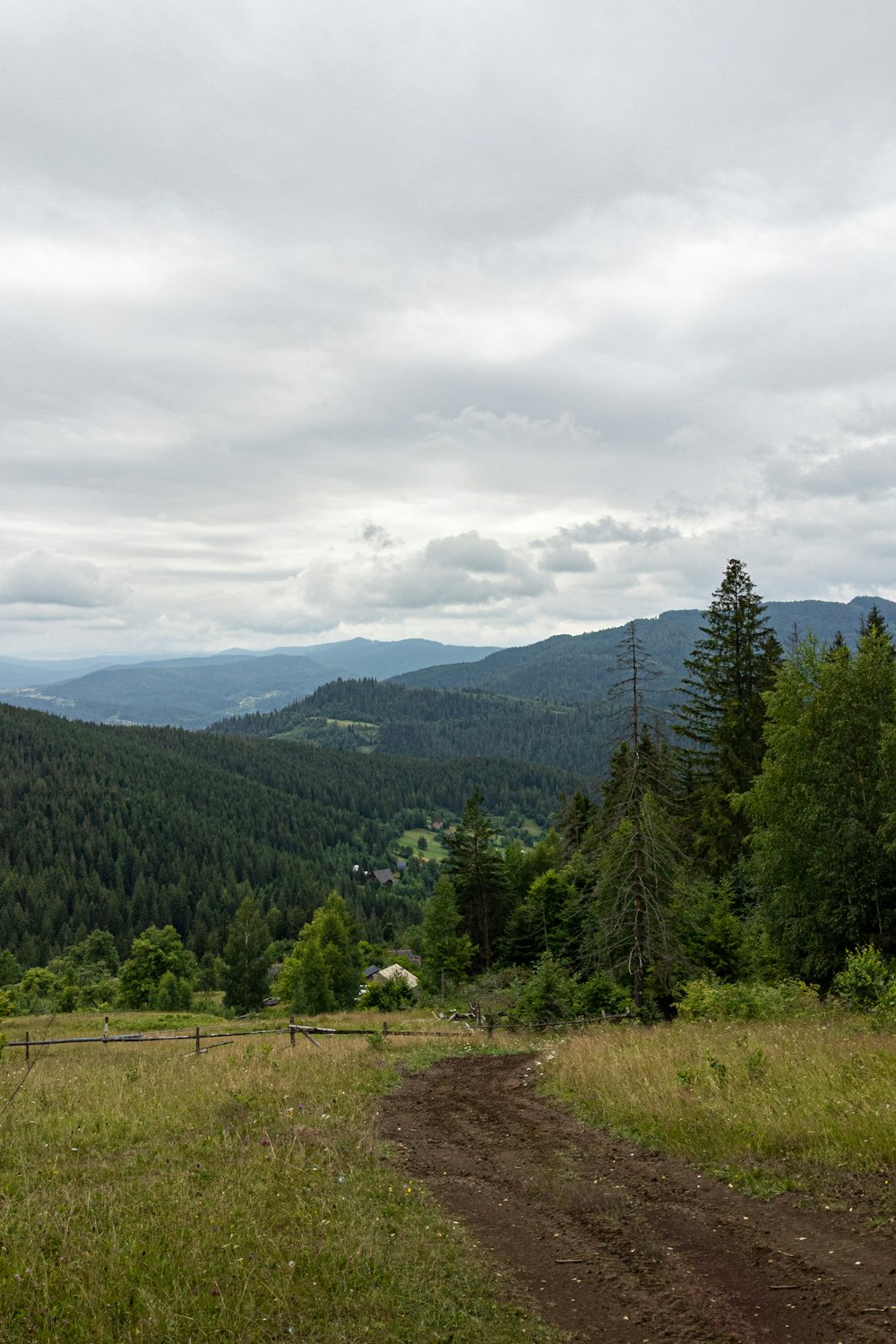 a dirt road in a forest