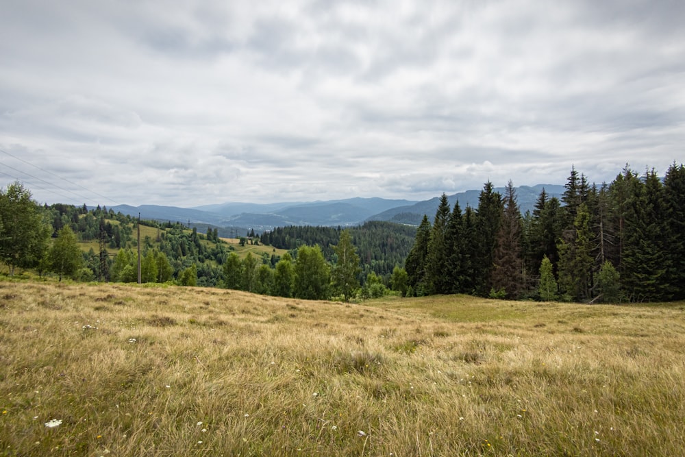 a grassy field with trees in the background