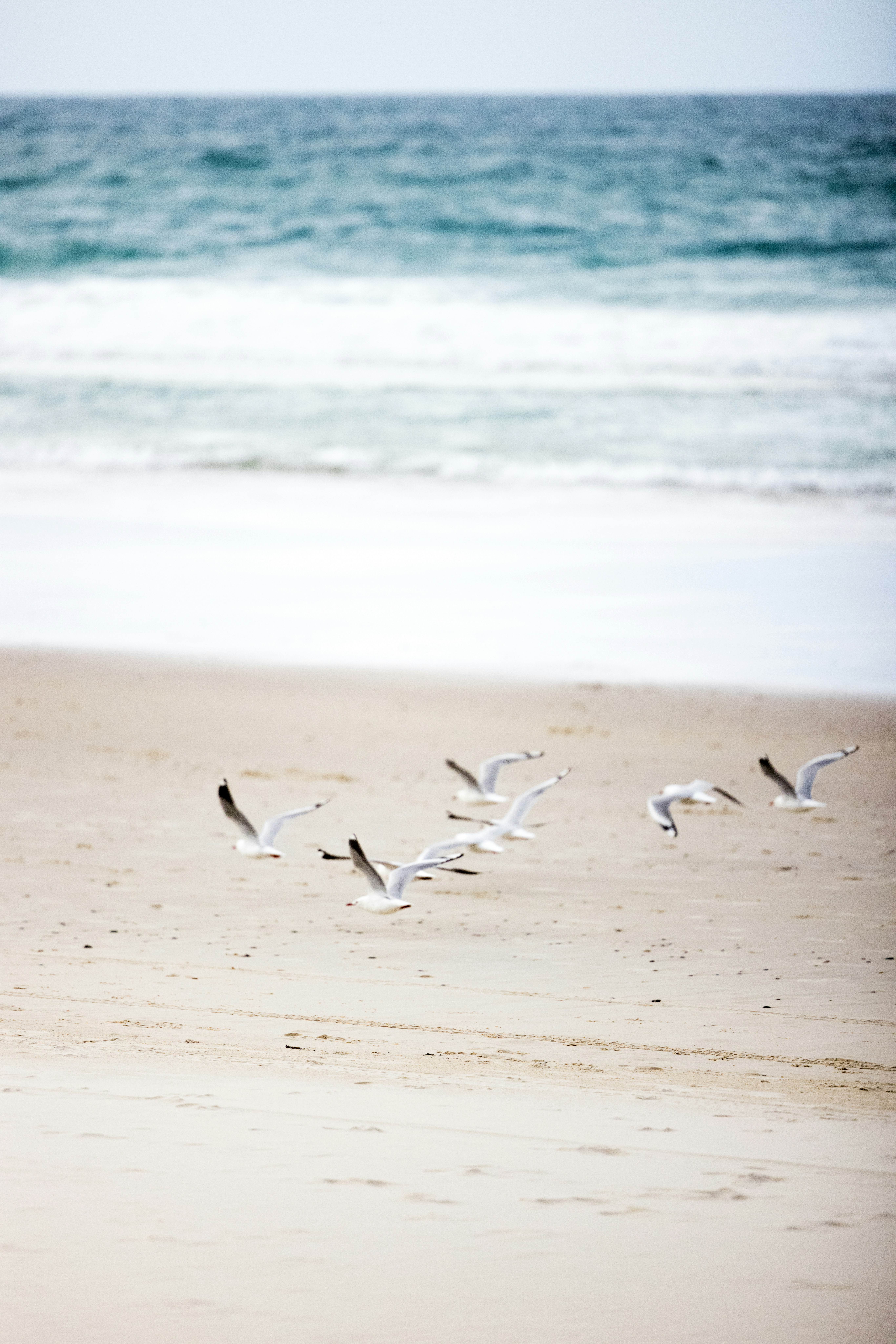 birds flying over the beach