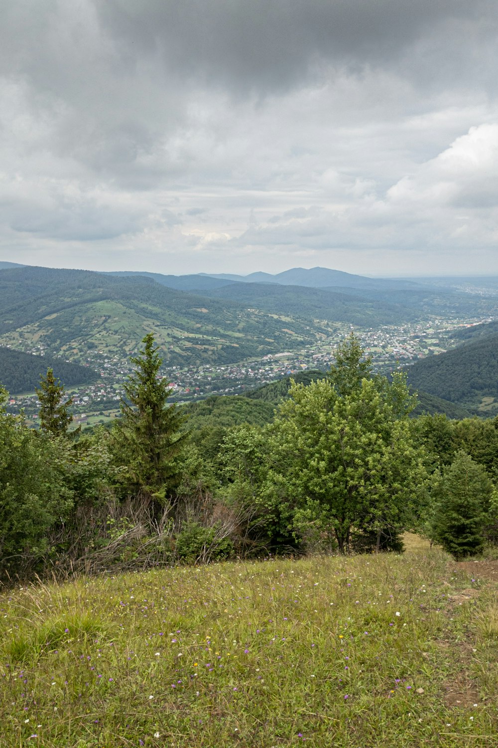 una zona erbosa con alberi e montagne sullo sfondo