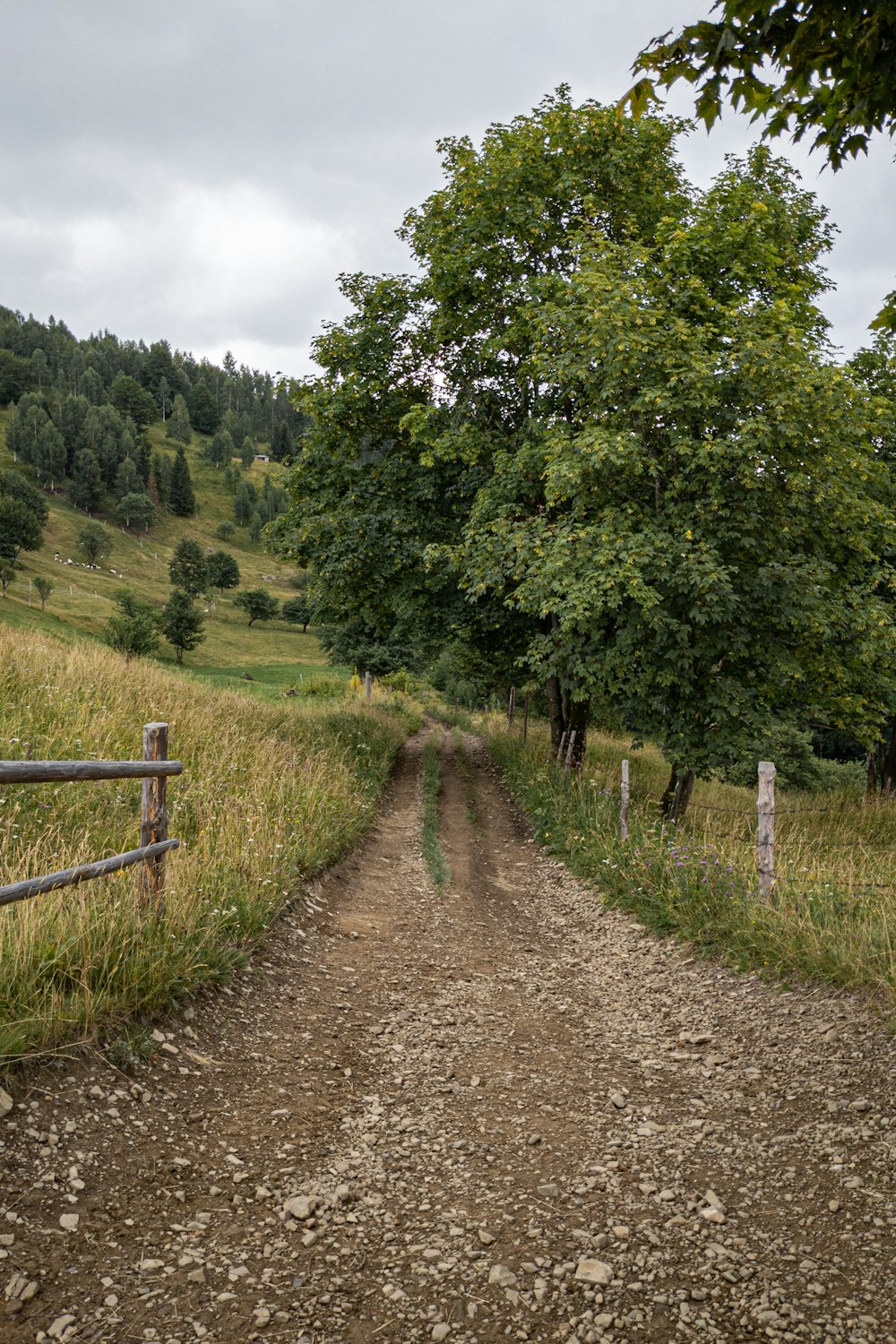 a dirt path with trees on either side of it