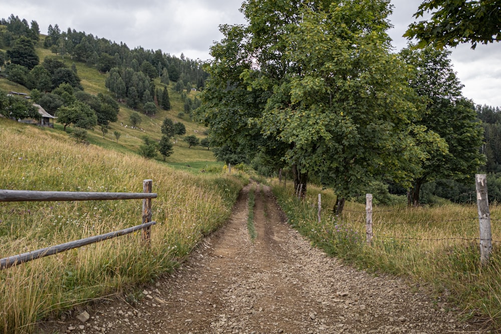 una strada sterrata con alberi su entrambi i lati di esso