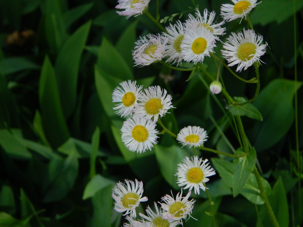 a group of white flowers