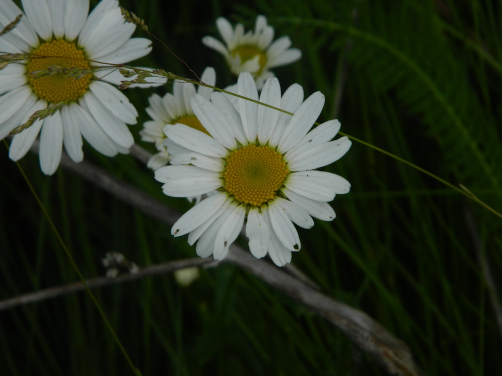 a group of white flowers