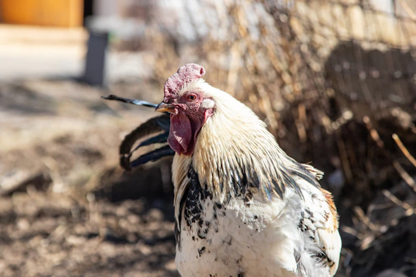 Game fowl naturally thriving in an open, sunlit farm environment.