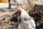 A rooster with glossy plumage stands on earthy ground under bright sunlight. The bird has a large red comb and wattles, with a mix of white, black, and brown feathers. In the background, blurred fencing and vegetation create a rustic farm setting.