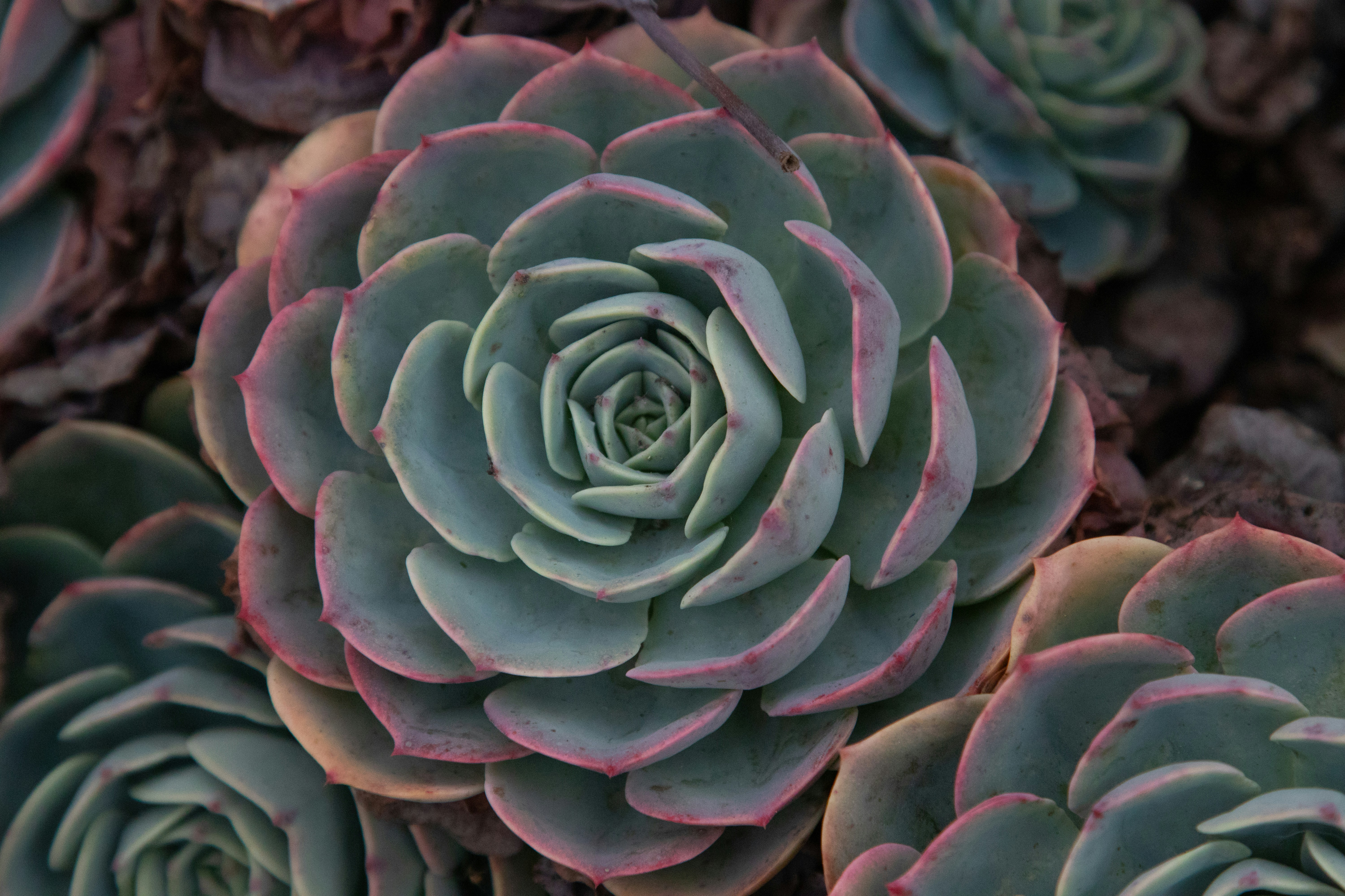 Photo by sonianadales