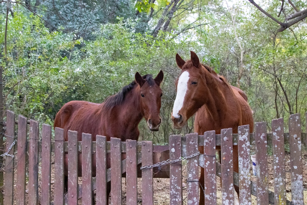 horses standing behind a fence