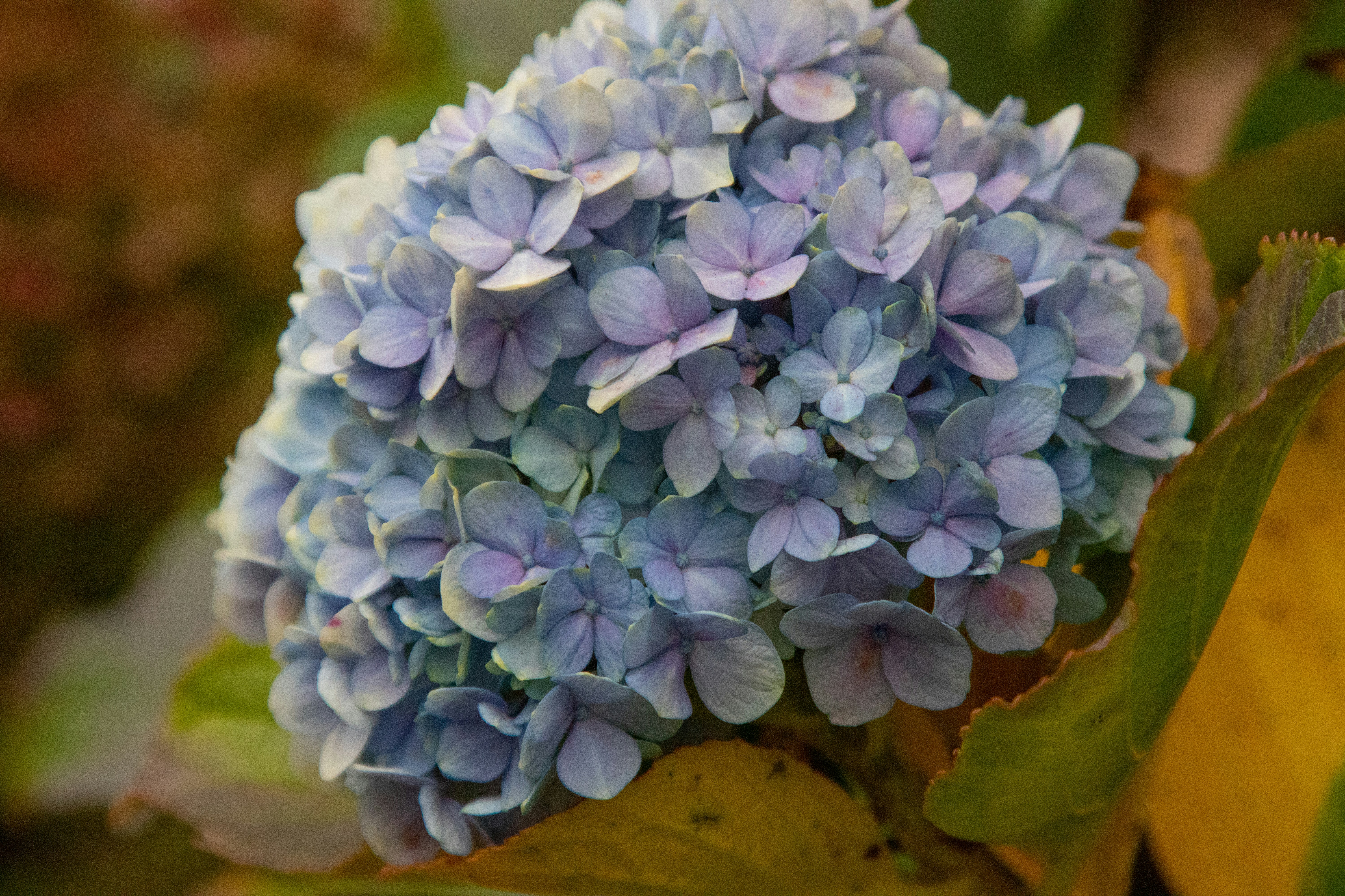 Photo by sonianadales