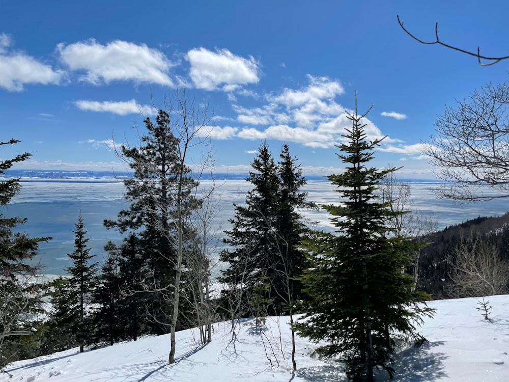 eine verschneite Landschaft mit Bäumen und einem Gewässer im Hintergrund