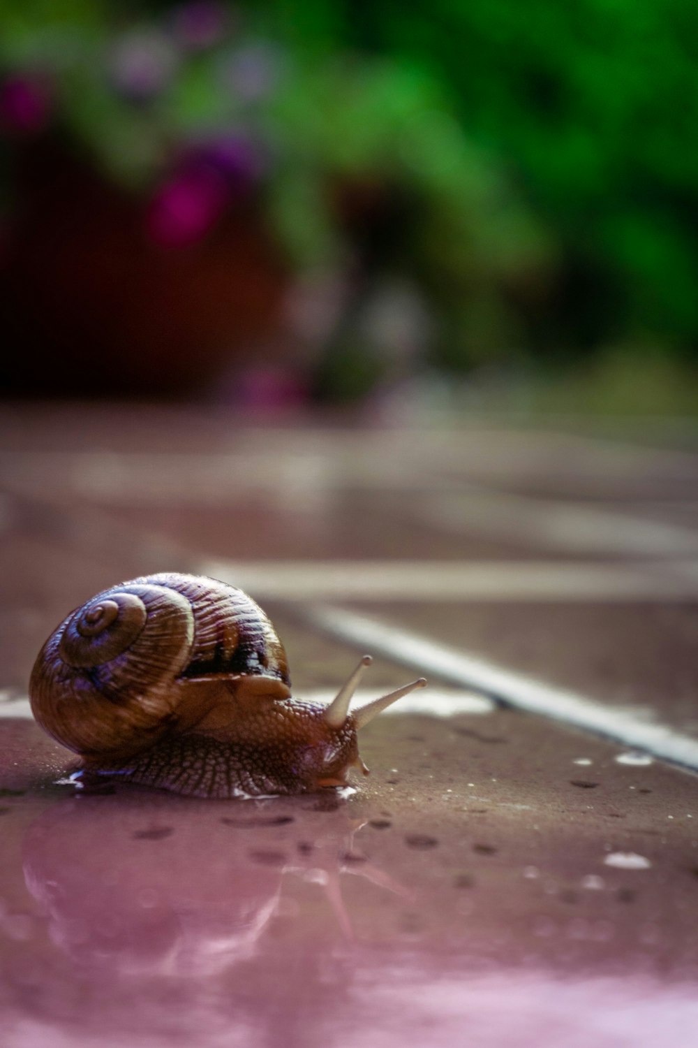 a snail on a wood surface