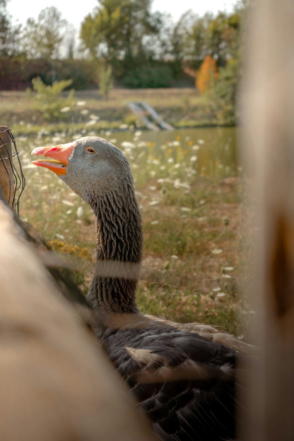 a duck in a yard