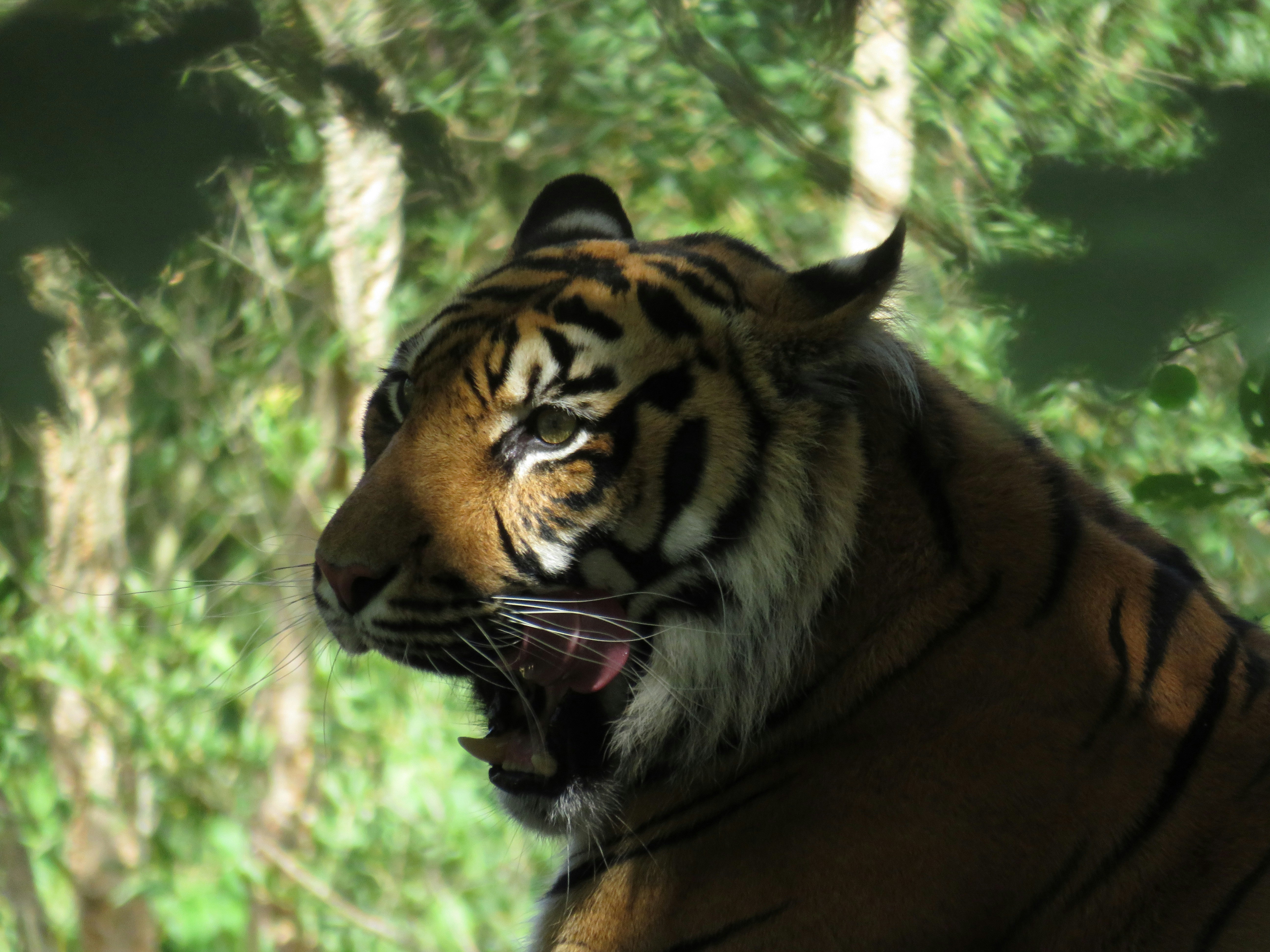 a tiger with its mouth open