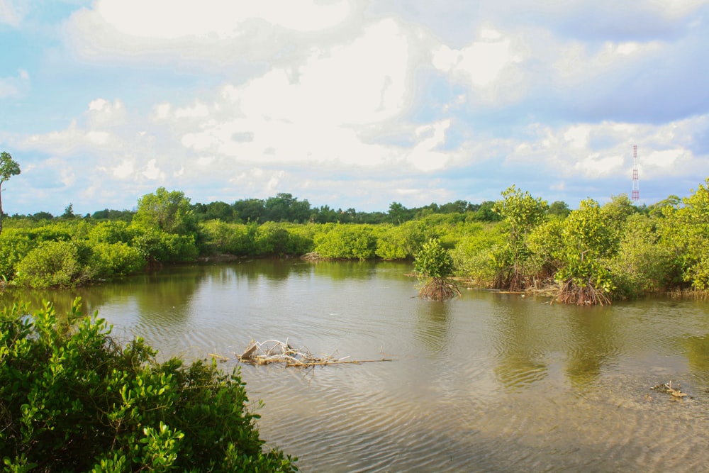 Une rivière avec des arbres et des buissons