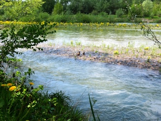 ducks swimming in a pond