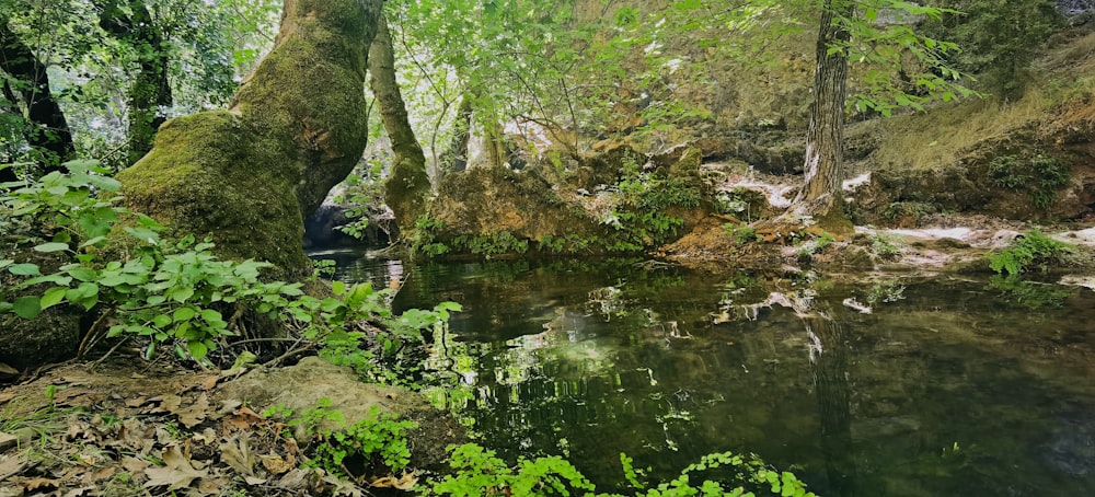 Ein kleiner Fluss in einem Wald