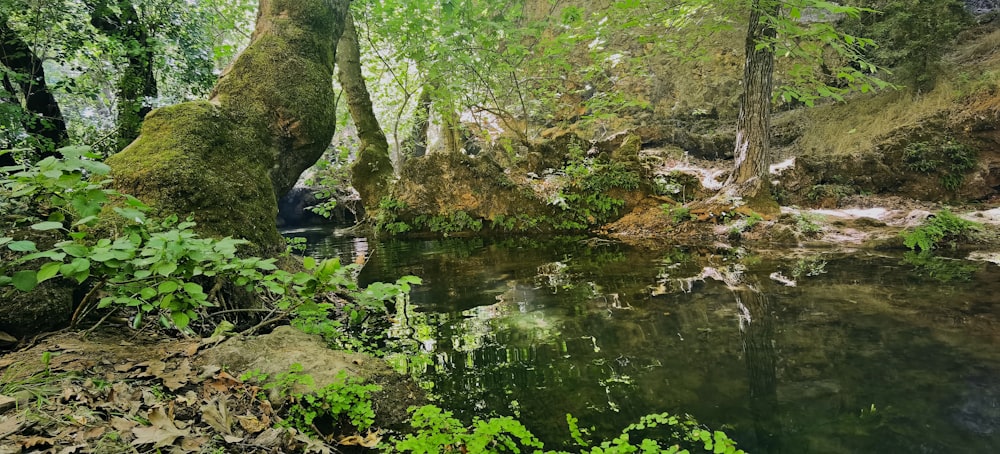 um pequeno rio em uma floresta