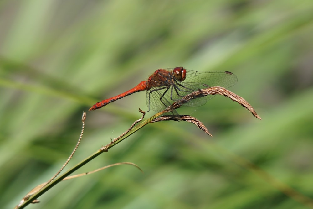 a red dragonfly on a branch