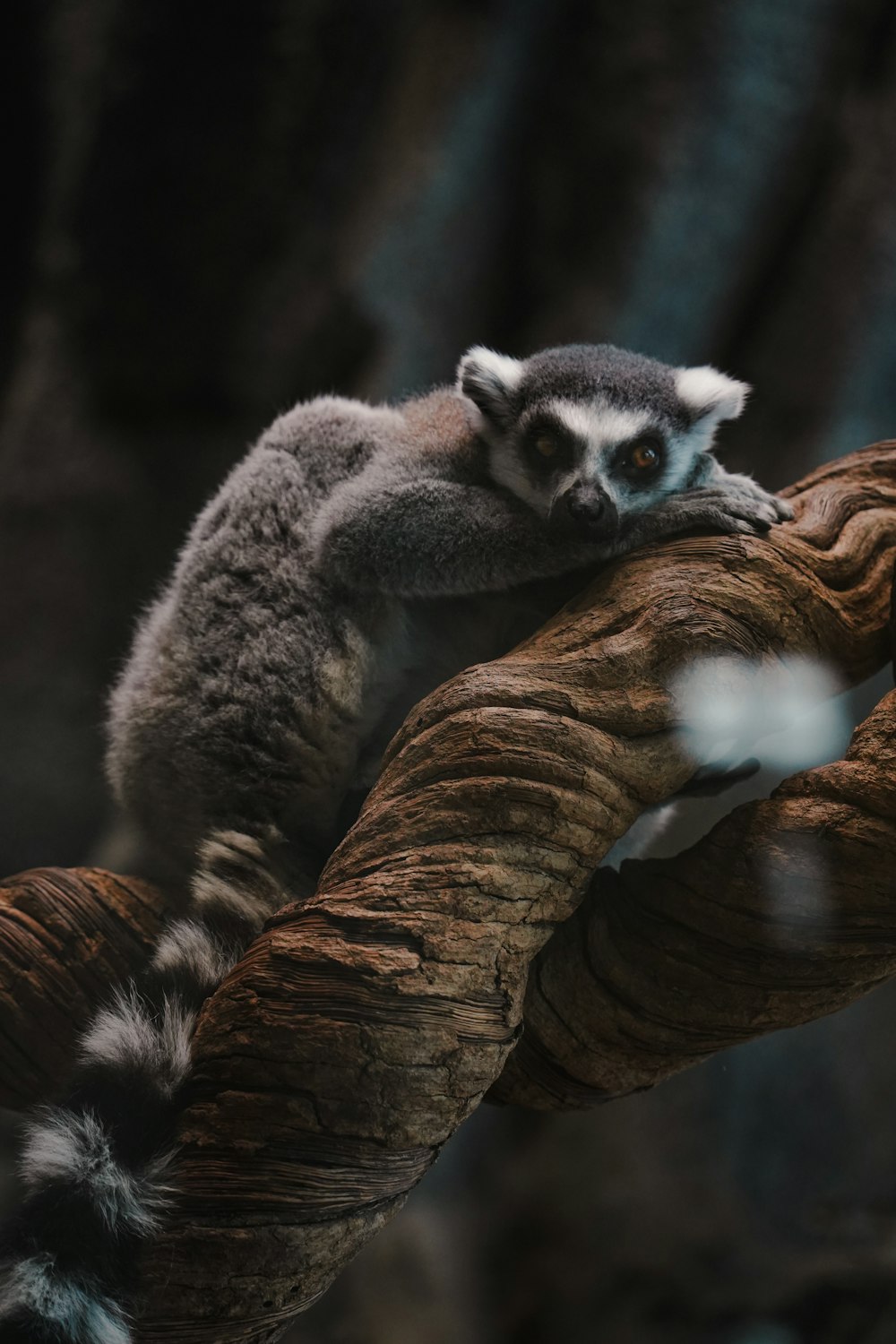 a lemur on a tree branch