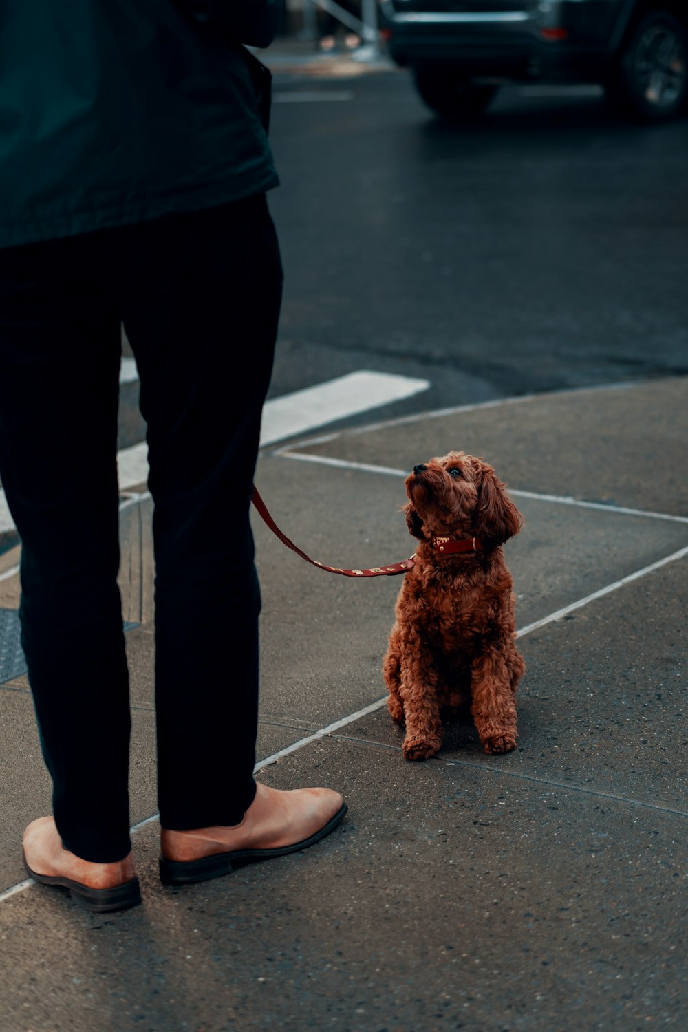 a dog on a leash