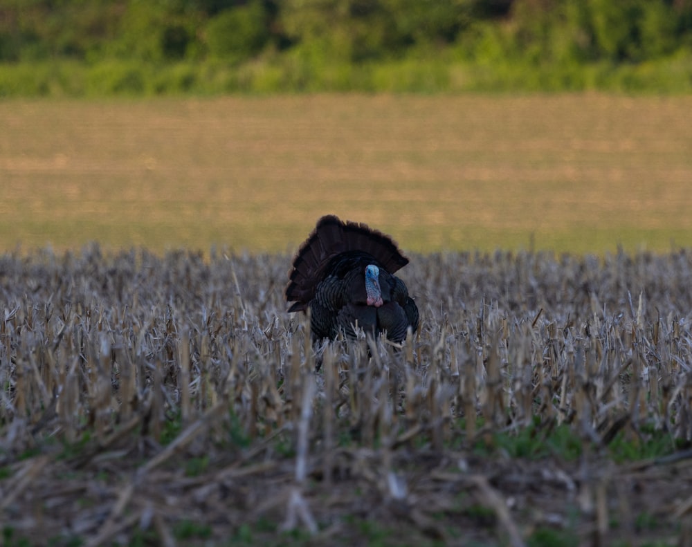 a bird standing on top of a grass covered field