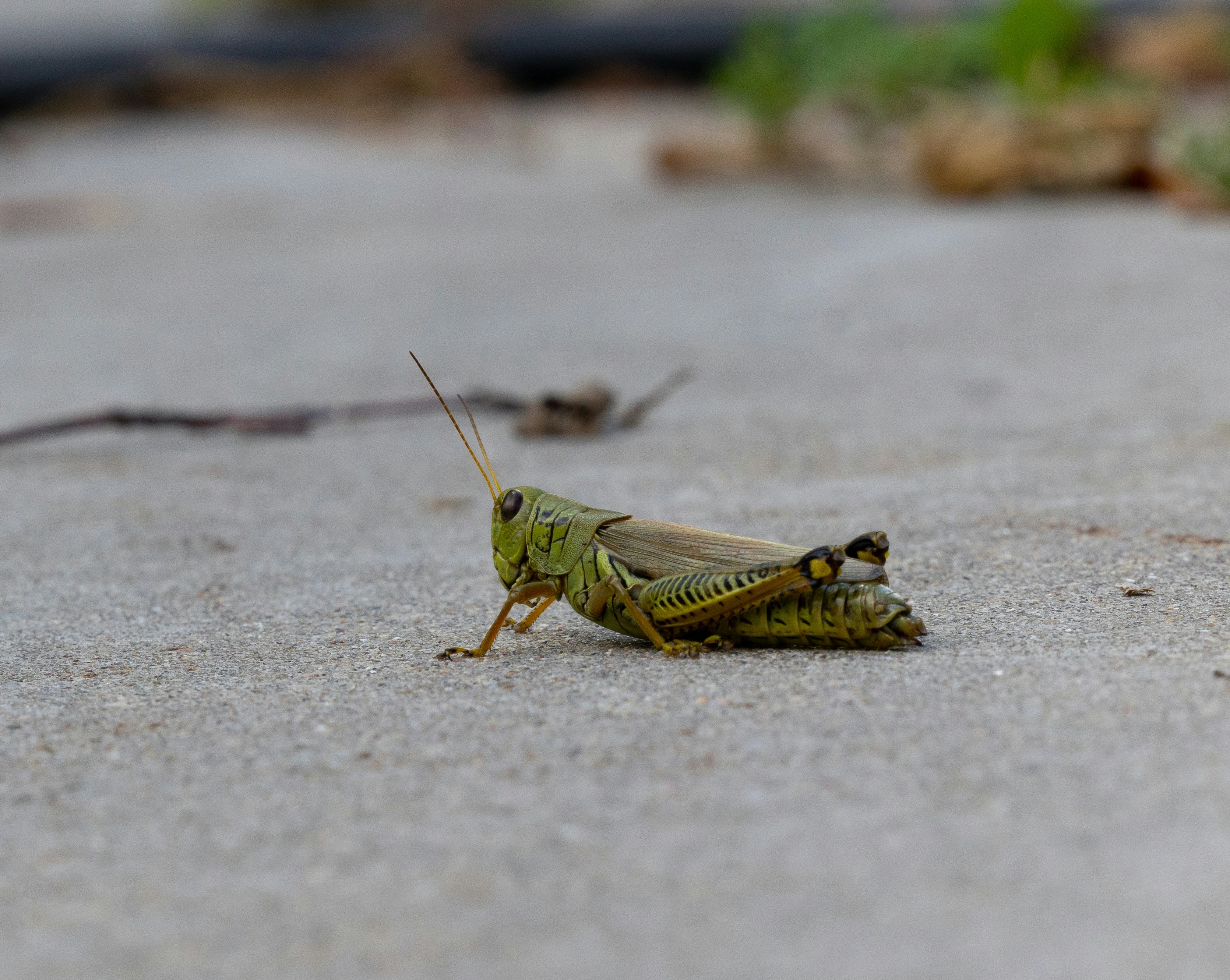 a small animal on a beach