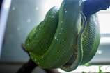 A green snake with glossy scales is coiled tightly around a branch inside a well-lit enclosure. The light highlights the textured pattern on the snake's skin.