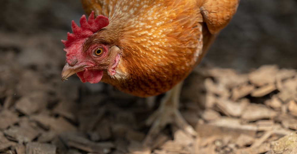 un poulet debout sur le sol