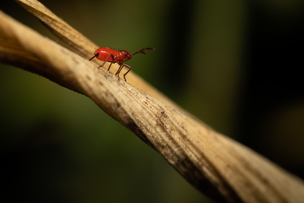 a red bug on a branch