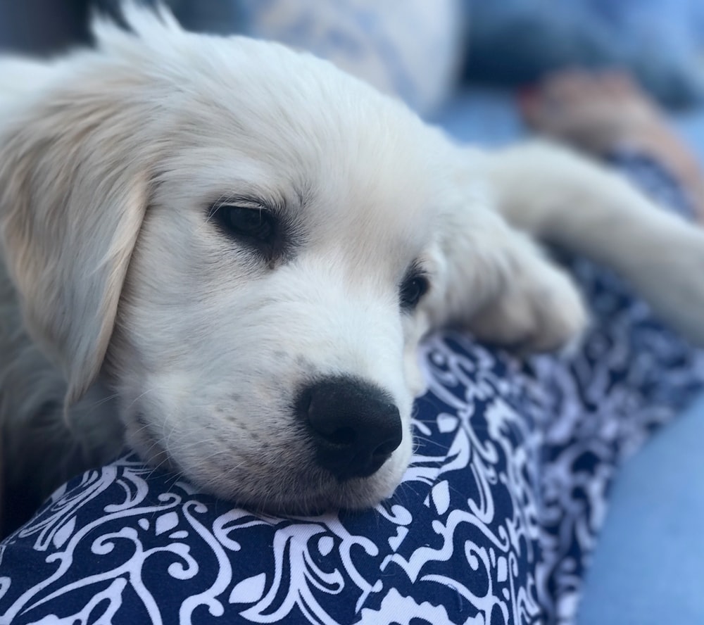 a dog lying on a blanket