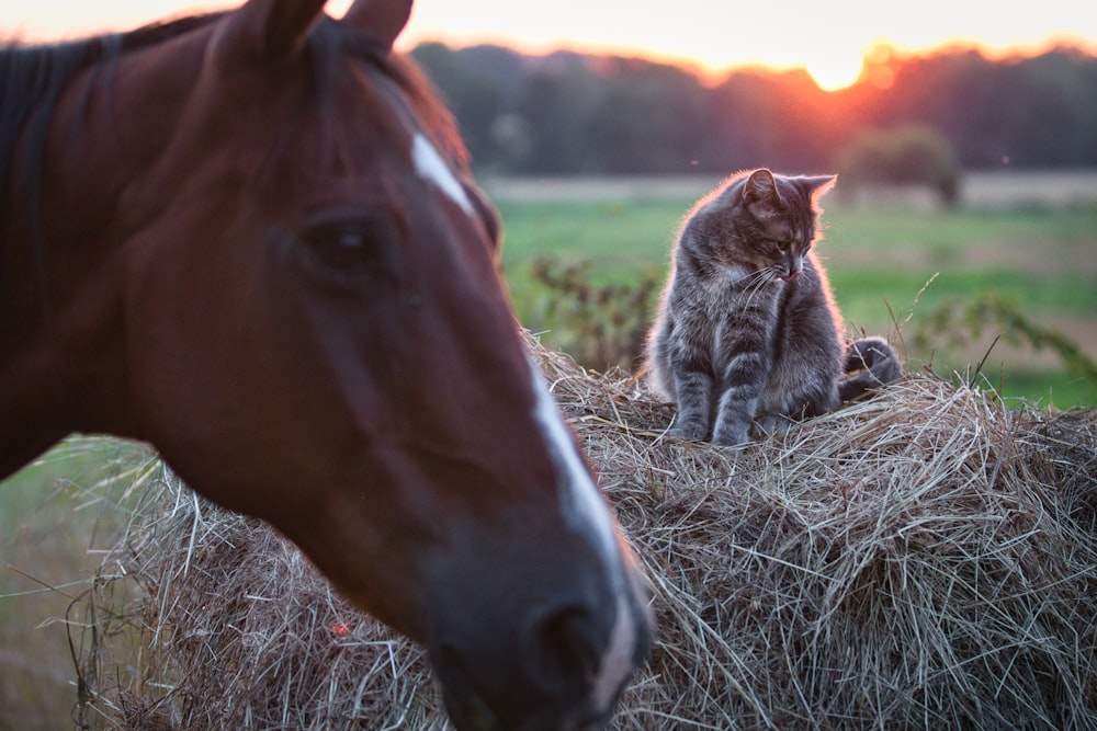 a horse and a pig in a field