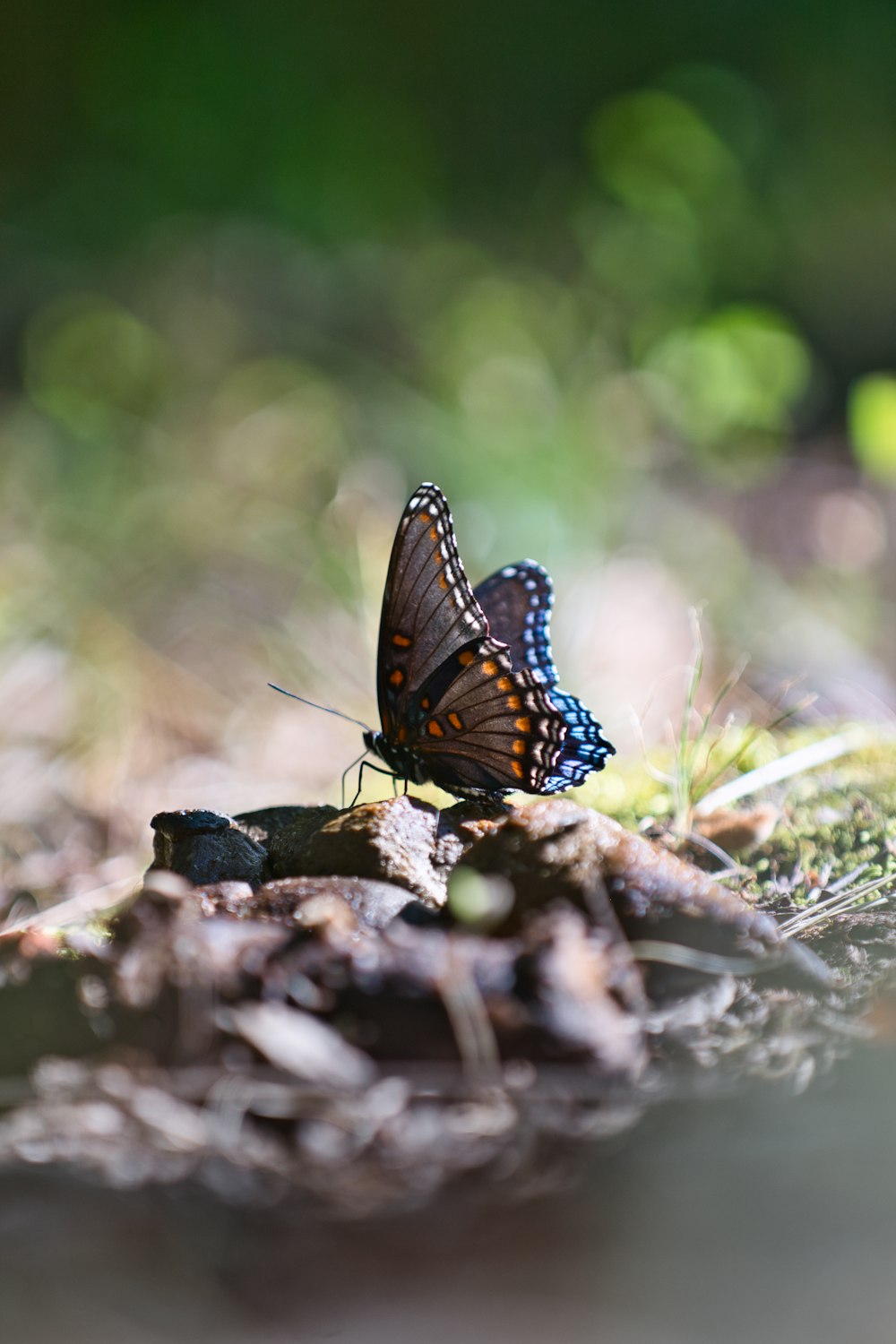 a butterfly on a rock