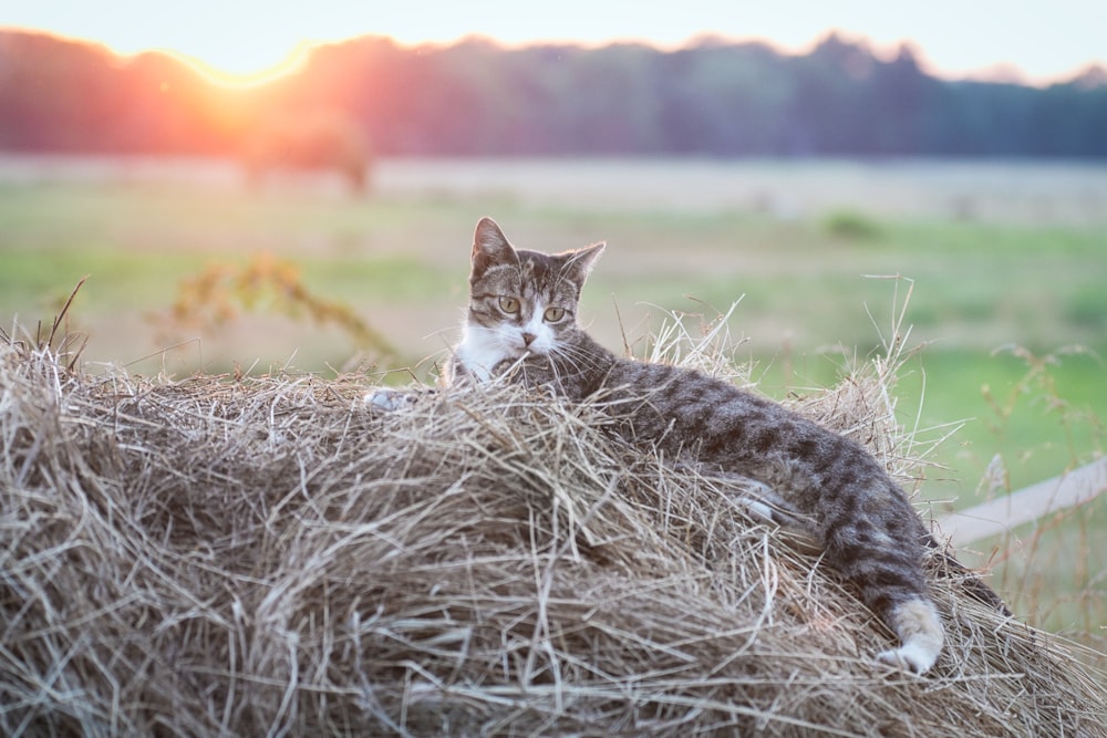 a cat sitting in a field of hay