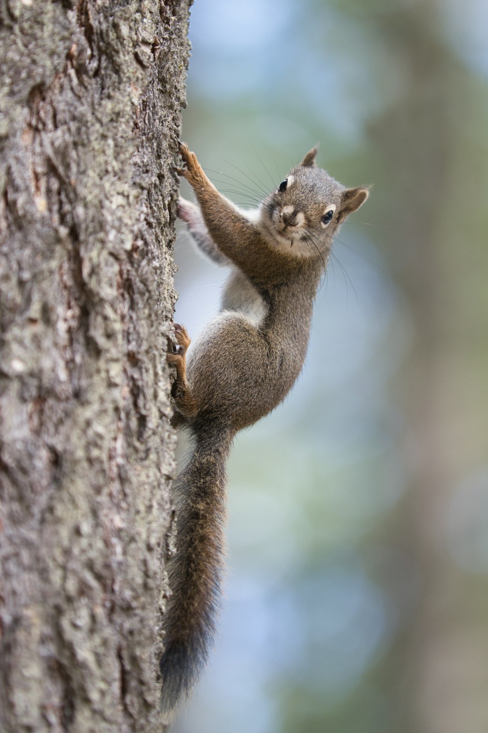 a squirrel climbing a tree