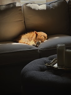 a cat lying on a couch