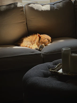 a cat lying on a couch