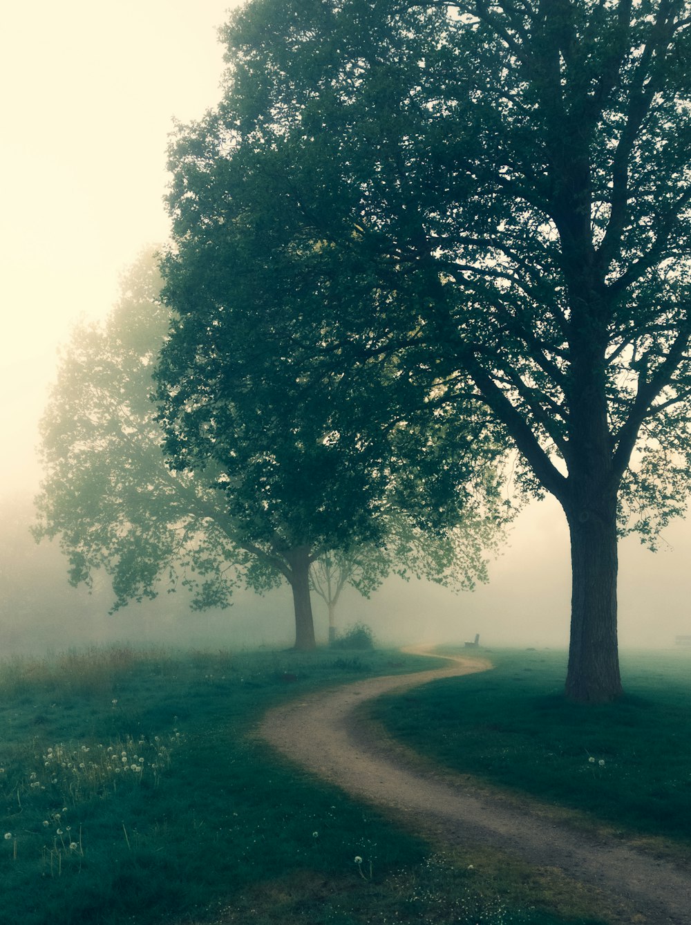 a dirt road with trees on either side of it