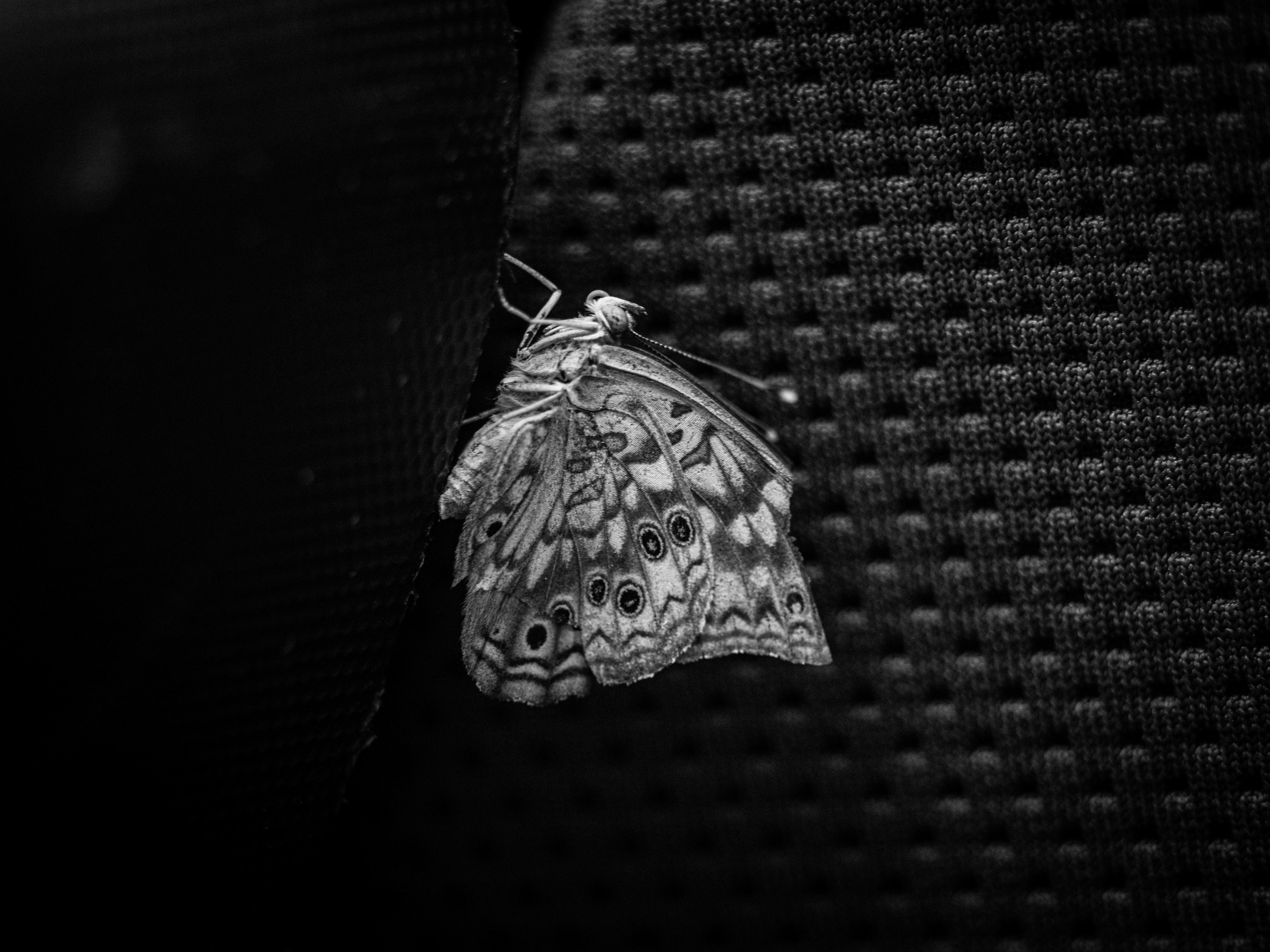 a white moth on a black surface