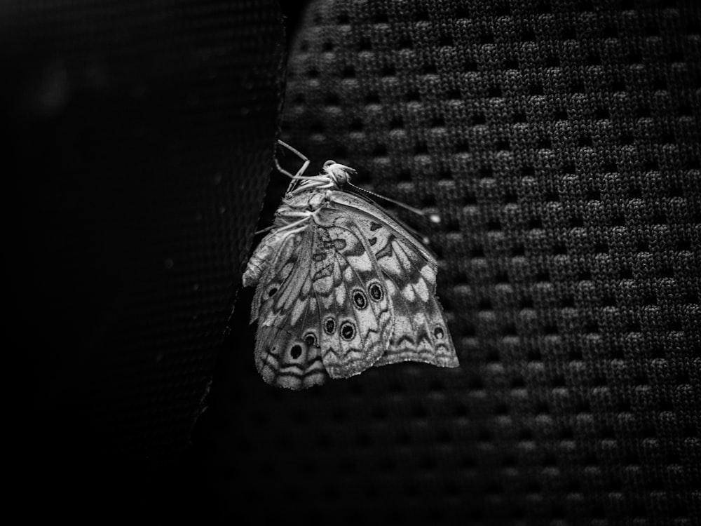 a white moth on a black surface