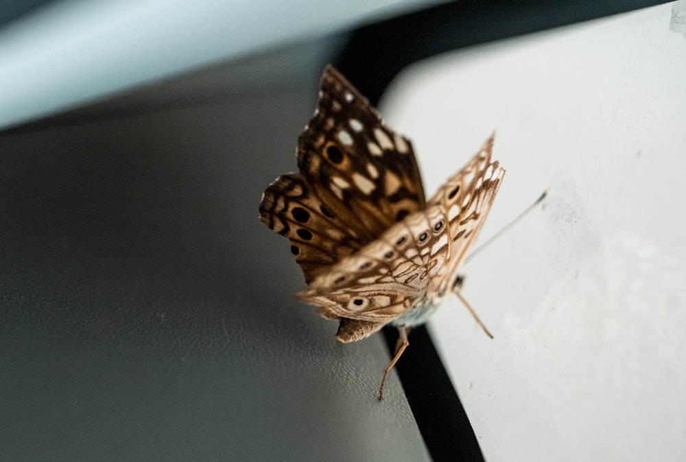 uma borboleta em uma vara