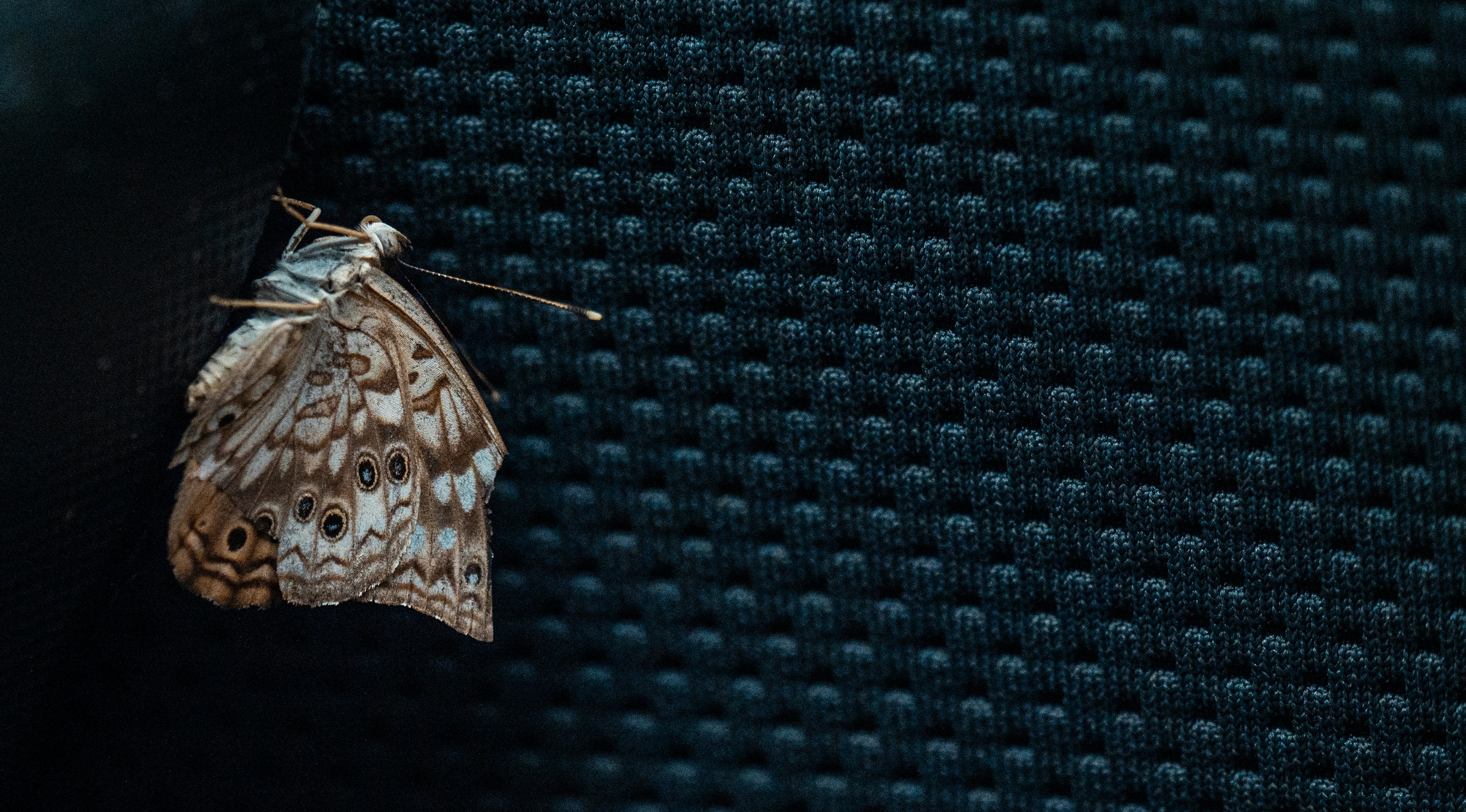 Why Moths Are Drawn to Technology (image credits: unsplash)
