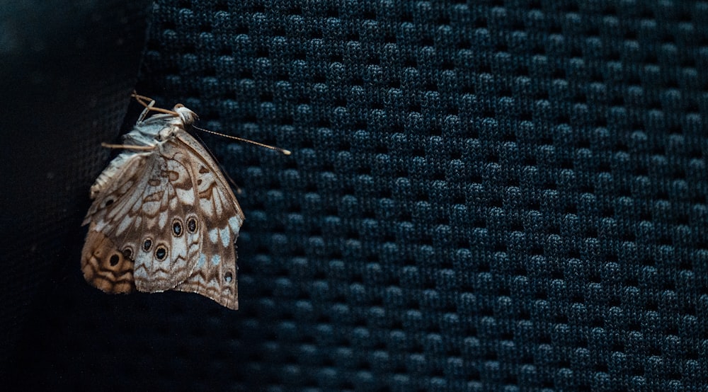 a moth on a black surface