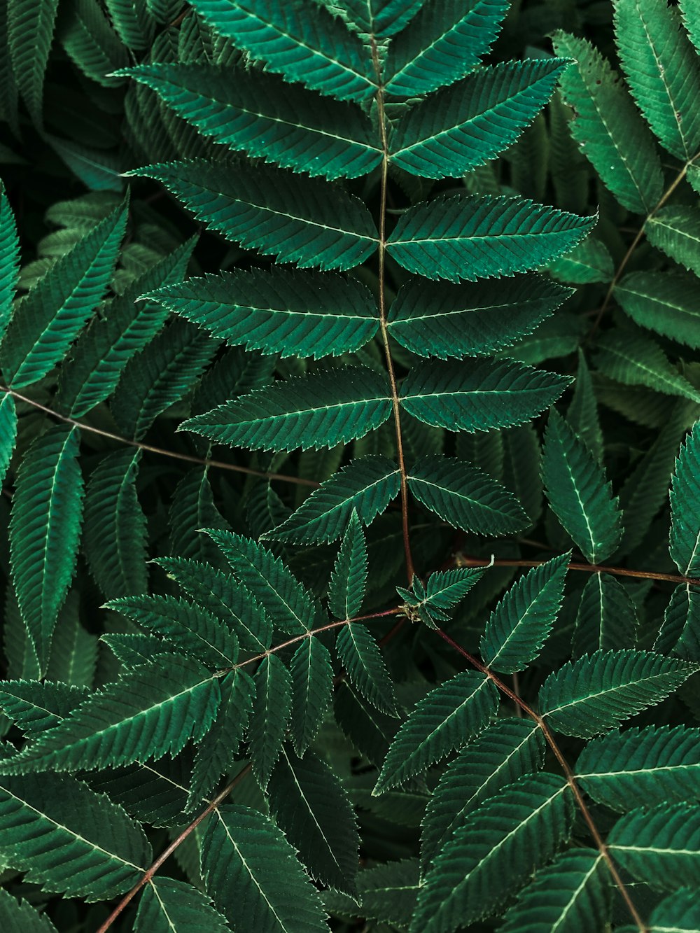 a close-up of some leaves