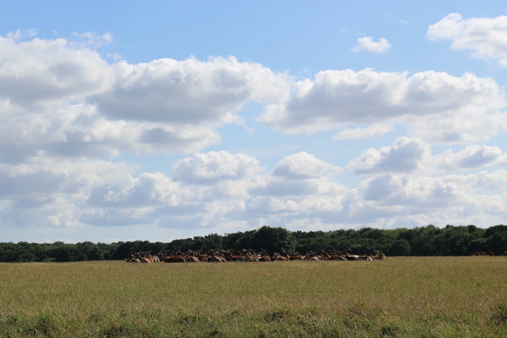 a large field with trees in the background