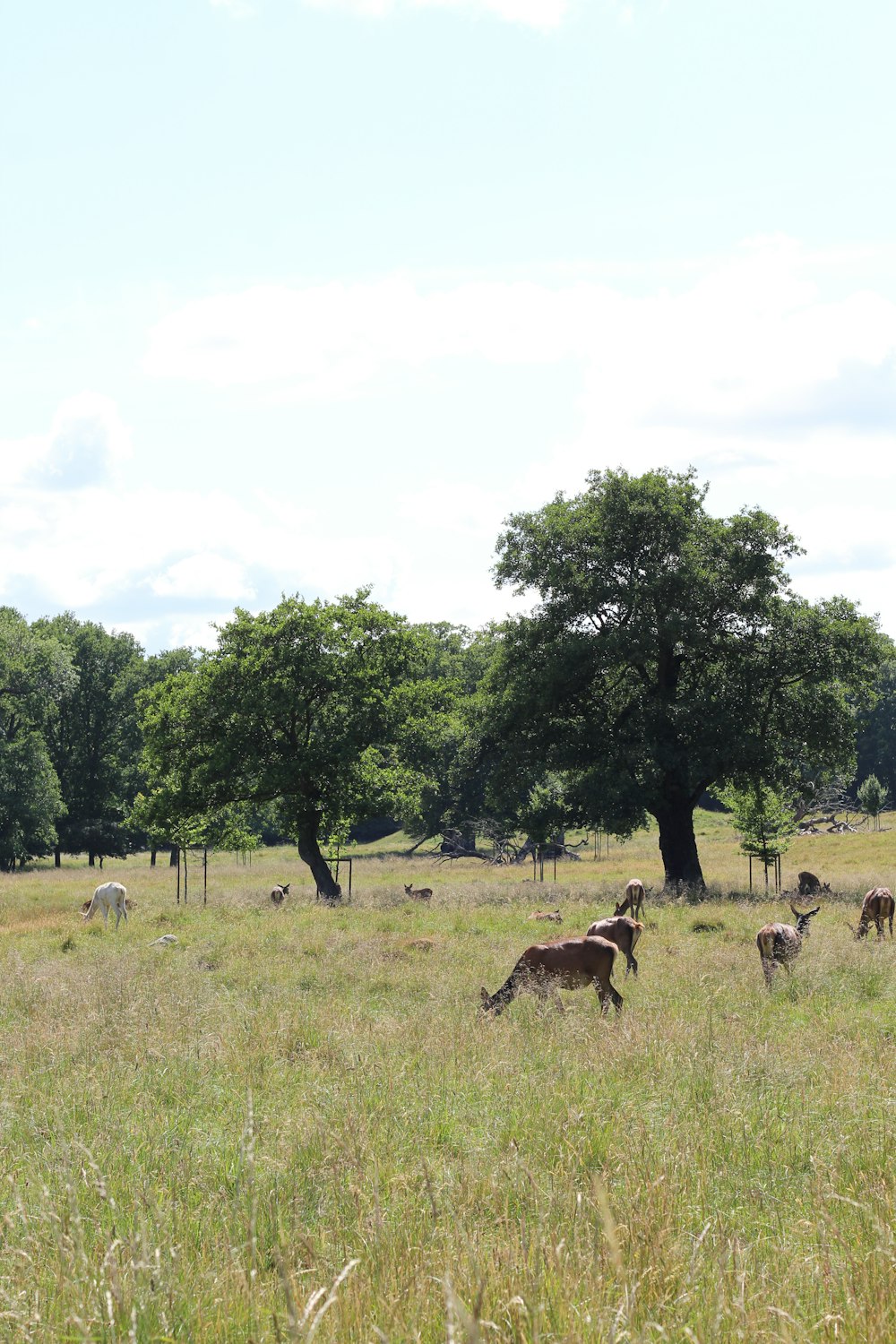 a group of animals stand in a grassy field