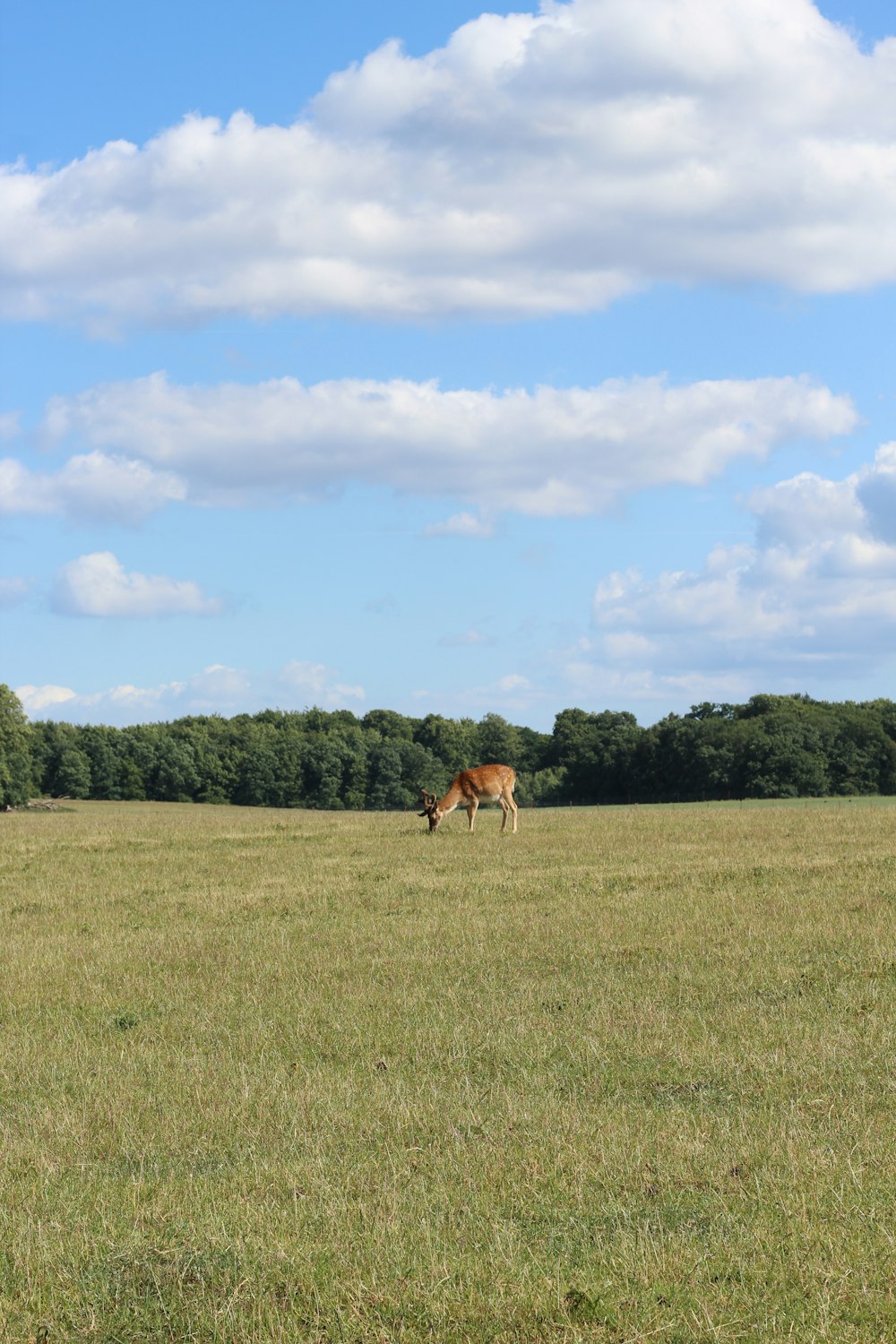 a horse grazing in a field