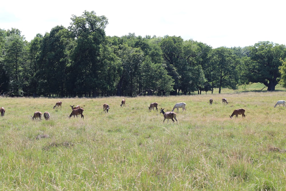 a herd of animals grazing in a field